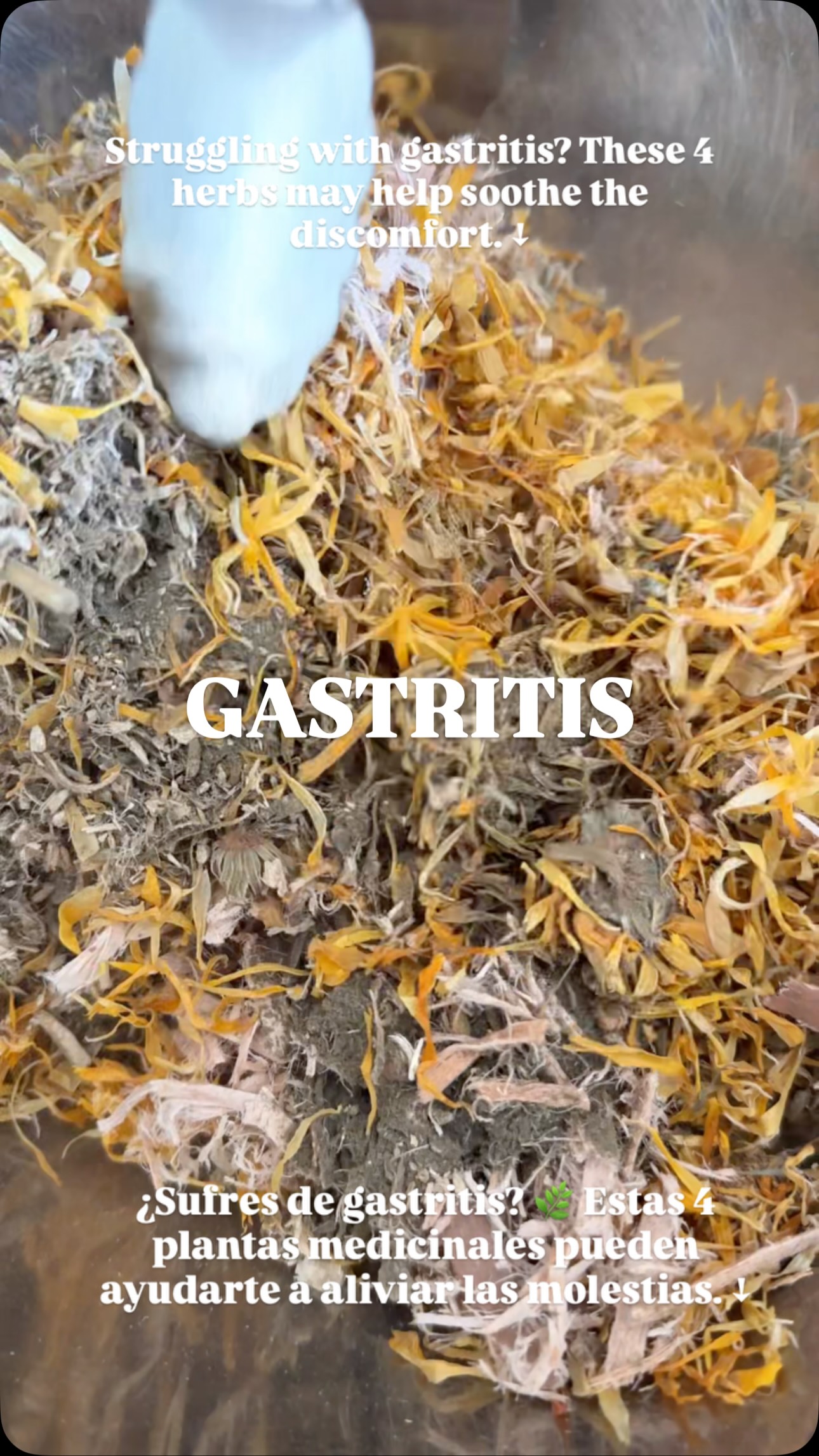 🇪🇸 Español abajo ↓

GASTRITIS? YOUR STOMACH NEEDS A LITTLE TLC! 🔥🌿

When your stomach lining is irritated, these 4 medicinal herbs can offer gentle, soothing support.

🌿 Marshmallow Root — Rich in mucilage that helps soothe irritated digestive tissues.

🌿 Slippery Elm — Creates a soothing, gel-like coating that helps protect sensitive tissues.

🌼 Calendula — Traditionally used to calm inflammation and support tissue health.

🌱 Plantain Leaf — Helps soothe and support irritated mucous membranes.

✨ Together, they create a gentle herbal blend traditionally used to ease digestive discomfort.

We custom-blend this formula for clients who need it! 💚

📩 DM us to have yours prepared and shipped anywhere in the Dominican Republic! 🇩🇴

—

¿SUFRES DE GASTRITIS? ¡DALE UN RESPIRO A TU ESTÓMAGO! 🔥🌿

Cuando la mucosa del estómago está irritada, estas 4 plantas medicinales pueden ofrecer un apoyo suave y reconfortante.

🌿 Raíz de Malvavisco — Rica en mucílagos que ayudan a calmar los tejidos digestivos irritados.

🌿 Olmo Resbaladizo — Forma una textura gelatinosa que ayuda a suavizar y proteger las mucosas.

🌼 Caléndula — Tradicionalmente utilizada para calmar la inflamación y cuidar los tejidos.

🌱 Llantén — Ayuda a suavizar y cuidar las mucosas irritadas.

✨ Juntas forman una mezcla herbal suave para aliviar las molestias digestivas.

¡Preparamos esta fórmula personalizada para nuestros clientes! 💚

📩 Escríbenos por DM y preparamos tu mezcla para enviártela a cualquier parte de República Dominicana. 🇩🇴

#Gastritis #SaludDigestiva #MucosaGastrica #PlantasMedicinales #DigestiveHealth