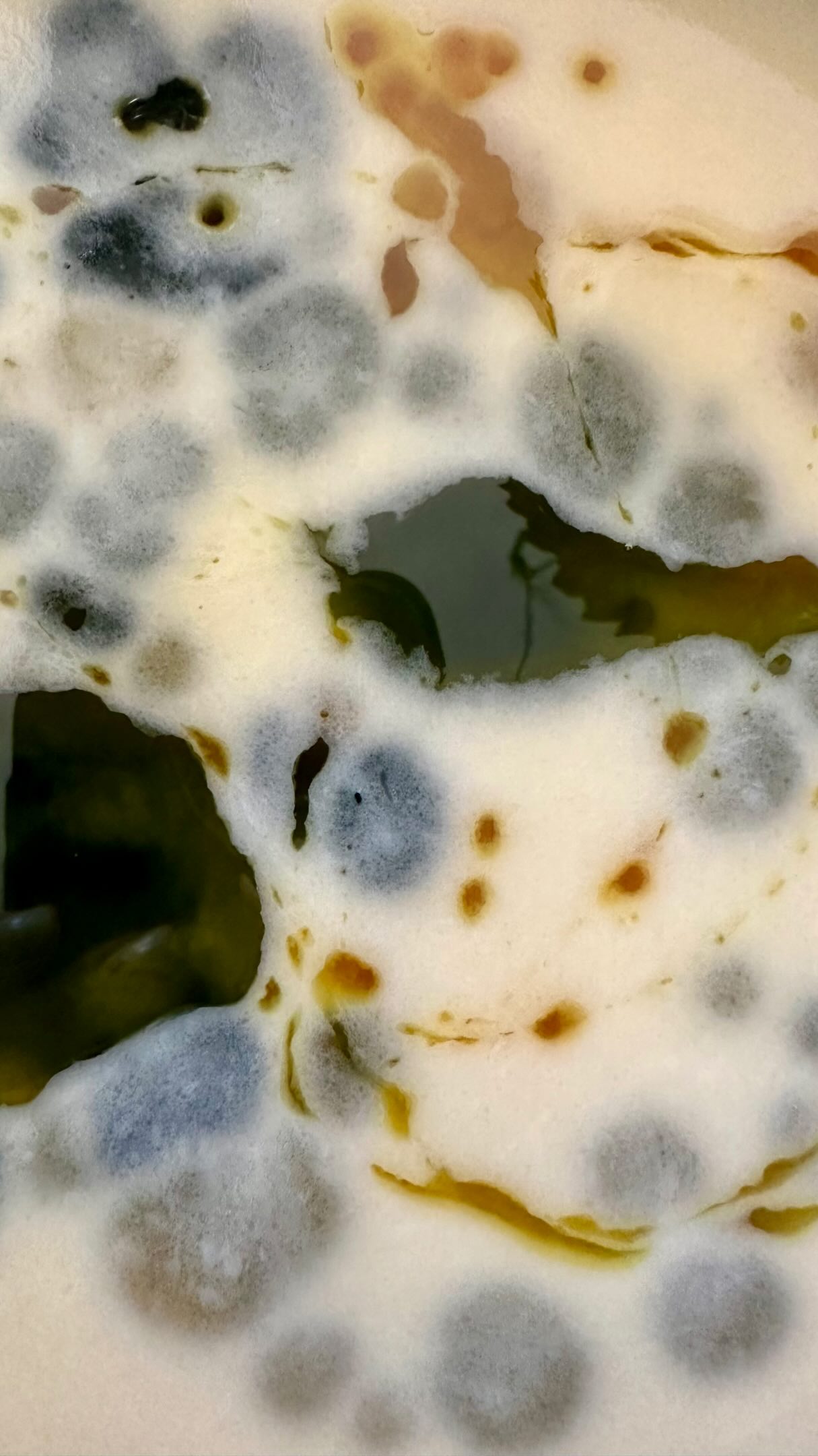THE BODY BUTTER THAT KEEPS PEOPLE COMING BACK SINCE 2019. 🌿

It all started with one client whose skin was extremely dry. Nothing she tried seemed to work.

So I created something just for her. A rich, deeply moisturizing body butter made with simple, exceptionally high-quality botanical ingredients.

The results? It helped heal her severely dry skin. And I’ve been making Glow Revive Butter ever since. People keep coming back, telling me they simply can’t find anything quite like it.

WHAT’S INSIDE? ✨

🥑 Avocado Butter — Deep nourishment that softens rough, dry skin.

🌿 Argan Butter — Rich in nourishing lipids that help maintain softness and support the skin barrier.

💧 Castor Oil — Helps seal in moisture and soften dry patches.

✨ Vitamin E Oil — Antioxidant support that helps condition the skin.

🌱 Aloe Vera — Hydrates and soothes dry, uncomfortable skin.

🍊 Tangerine Essential Oil — A fresh, uplifting citrus aroma.

🌼 German Blue Chamomile Essential Oil — Traditionally valued for its soothing properties.

💜 Lavender Essential Oil — Gentle floral aroma and calming skincare properties.

WHAT MAKES IT SPECIAL?

Pure, carefully selected ingredients. No unnecessary extras. Just a rich, luxurious butter for skin that needs serious moisture.

Perfect for dry, rough, flaky skin, especially elbows, knees, hands and legs.

Available in 2 oz and 4 oz.

Made without added preservatives and kept refrigerated. Find yours in the fridge at Herbalista Apothecary!

Available in-store or for local delivery around Cabarete & Sosúa.

Come grab yours and see why people keep coming back for it. 🤍

#DrySkinRelief #BodyButter #SkinBarrierCare #NaturalSkincare #DeepMoisturizing