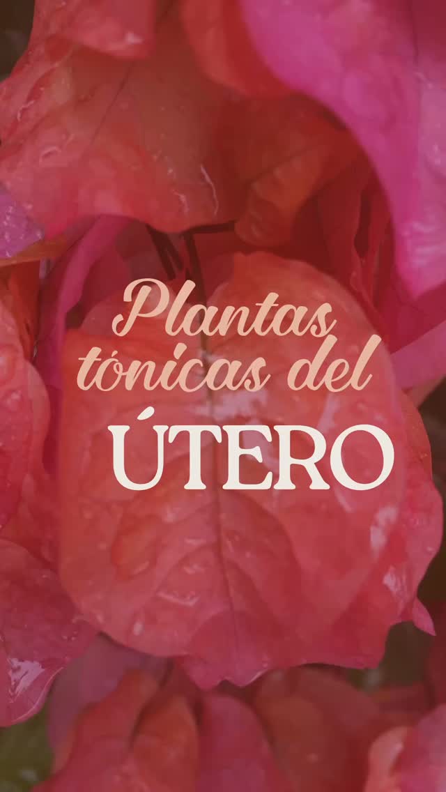 Desde hace siglos, estas plantas han sido aliadas de confianza para fortalecer, equilibrar y tonificar el centro femenino.

✨ Si estás trabajando en tu fertilidad, recuperación postparto, menstruación dolorosa o simplemente quieres cuidar tu útero con intención — estas fórmulas son un buen comienzo.

Aquí te comparto mis favoritas — y dónde encontrarlas en nuestros remedios en Herbalista:

🌿 Hojas de frambuesa roja – fortalecen el tono uterino y alivian los cólicos menstruales.

👉🏽 En la infusión herbal Happy Woman (Moon Flow), nuestra mezcla estrella para todo lo relacionado con el útero y el flujo menstrual.

🌿 Motherwort (Leonurus cardiaca) – apoya el sistema nervioso y calma espasmos uterinos.

👉🏽 Presente en nuestro extracto líquido Equilibria, ideal para el equilibrio hormonal.

🌿 Alchemilla (Lady’s Mantle / Manto de la Virgen) – ayuda a recuperar el tono uterino y a regular el sangrado.

👉🏽 La encuentras en Yoni Love, nuestra mezcla para vapor vaginal, que también puedes tomar como té.

🌿 Vitex (Sauzgatillo) – regula la comunicación entre cerebro y ovarios, útil en casos de menstruaciones irregulares y desequilibrios hormonales.

👉🏽 También incluido en Equilibria, nuestro extracto líquido más recomendado para balance hormonal.

🌿 Ashwagandha – adaptógeno que regula el estrés y apoya el sistema endocrino, influyendo positivamente en el ciclo hormonal.

👉🏽 Parte de la fórmula del extracto líquido Equilibria.

🌿 Tu útero merece este amor. Cada cuerpo es único, pero las plantas saben cómo acompañarnos con sabiduría. Si alguna de estas fórmulas resuena contigo:

📍Pasa por la botica en Cabarete
🛒 Ordena online en herbalista.love￼ para envíos nacionales
📲 O búscanos en la Komida App
Todos los enlaces están en la bio

#saludfemenina
#plantasmedicinales
#bienestarfemenino
#saluduterina
#ciclomenstrual
sanaciónnatural