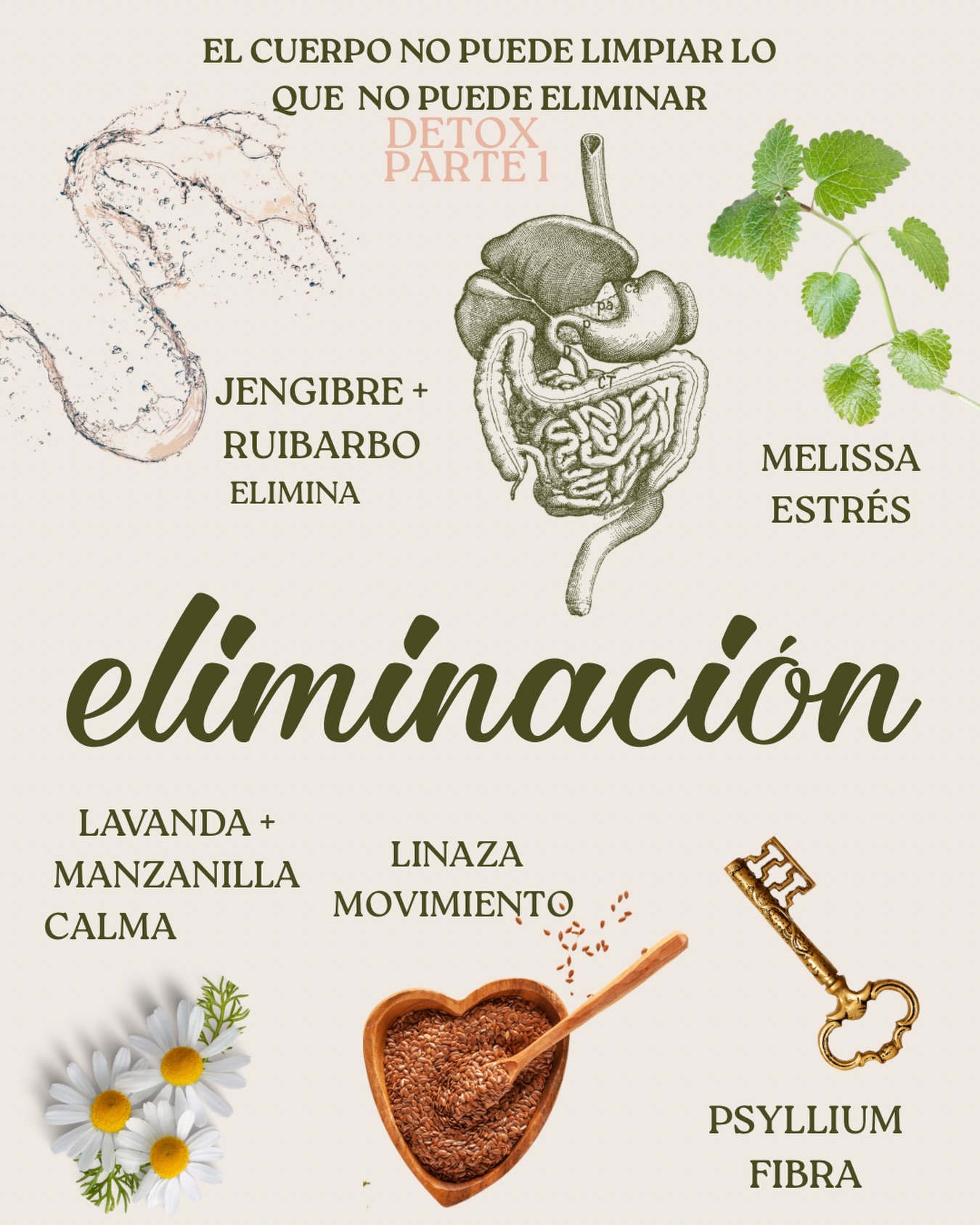 PRIMER PASO DE LA DESINTOXICACIÓN: ELIMINACIÓN 🌿

El cuerpo no puede limpiar lo que no puede eliminar.

Antes de hablar de hígado, sangre, linfa o riñones, tenemos que empezar por lo básico: evacuar diariamente. 

Si las heces permanecen demasiado tiempo en el intestino, parte de esos desechos pueden reabsorberse y contribuir a inflamación, malestar digestivo, dolores articulares, problemas de piel, sensación de pesadez y otros síntomas relacionados con una sobrecarga del sistema.

En este primer video de la serie que publiqué antes de esta gráfica hablamos de las 3 razones más comunes por las que una persona no está eliminando correctamente:

🌾 FALTA DE FIBRA
Cuando no hay suficiente volumen, el intestino no recibe la señal adecuada para evacuar. Para esto utilizamos nuestro Colon Cleanse, una combinación de psyllium, linaza, jengibre y ruibarbo diseñada para aumentar el volumen de las heces y apoyar una eliminación más eficiente.

🌿 ESTRÉS Y SISTEMA NERVIOSO
Muchas veces el problema no es el intestino. Es el estrés. Cuando vivimos en modo alerta, la digestión se ralentiza. Para estos casos solemos apoyar con Serene, una fórmula líquida con plantas nervinas como melisa, lavanda, ashwagandha y skullcap.

🍃 EL INTESTINO NECESITA AYUDA EXTRA
Si llevas varios días sin evacuar, podemos recurrir a una combinación de Triphala y jugo de aloe vera para estimular la eliminación de forma más directa.

Esta es la PARTE 1 de una serie donde iremos recorriendo paso a paso todo el proceso de desintoxicación natural:
✔️ Eliminación
✔️ Digestión
✔️ Hígado
✔️ Sangre
✔️ Linfa
✔️ Riñones

Todos nuestros remedios son elaborados artesanalmente en pequeños lotes utilizando plantas medicinales seleccionadas por su calidad y potencia.

Si no sabes cuál es el más adecuado para ti, escríbeme por DM y te orientaré personalmente.

📦 Envíos a toda la República Dominicana
🌿 Disponible en la apotecaria y en nuestra página web

#DesintoxicaciónNatural
#SaludDigestiva
#Herbolaria
#PlantasMedicinales
#HerbalistaLove