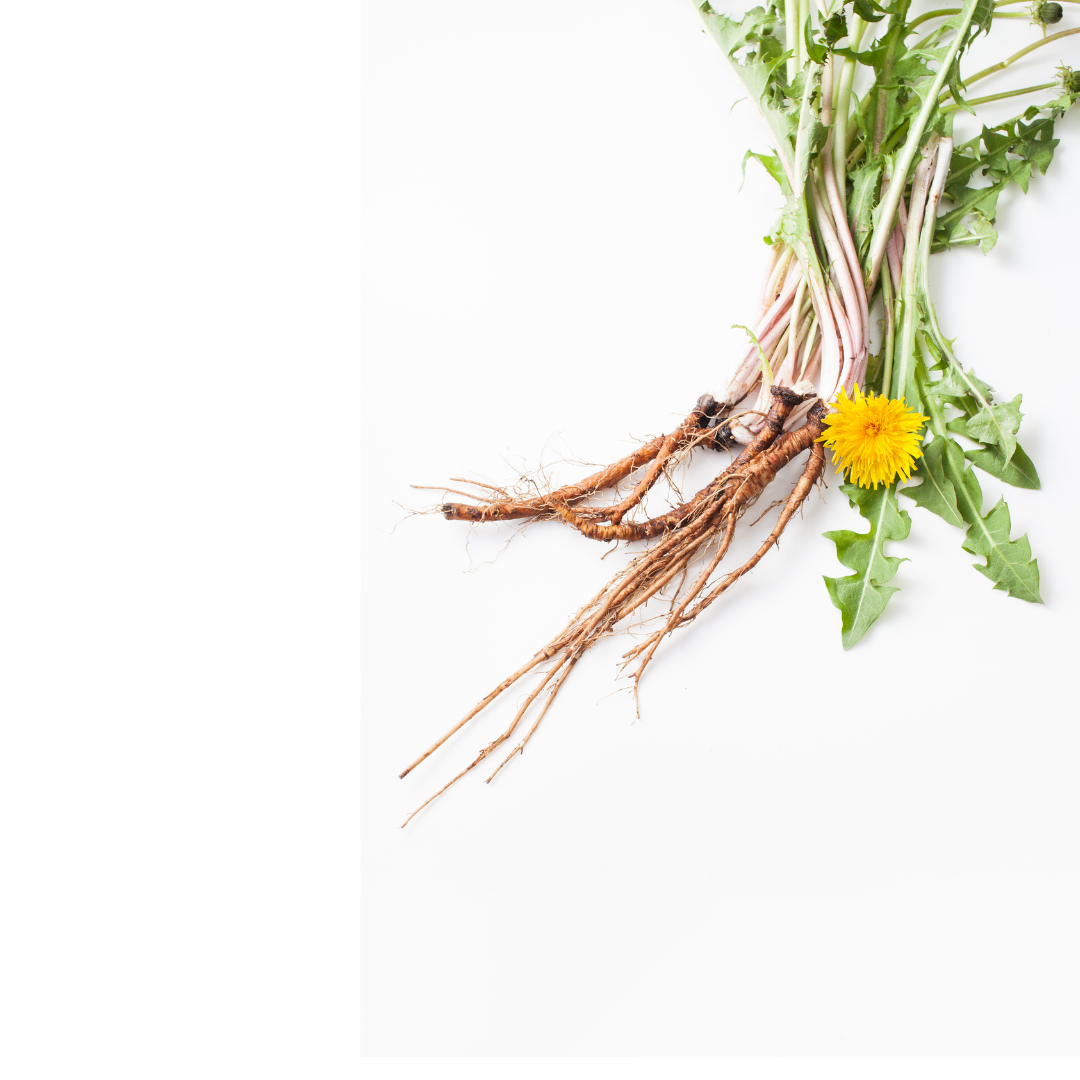 DANDELION ROOT ︱LIQUID EXTRACT Herbalista.love