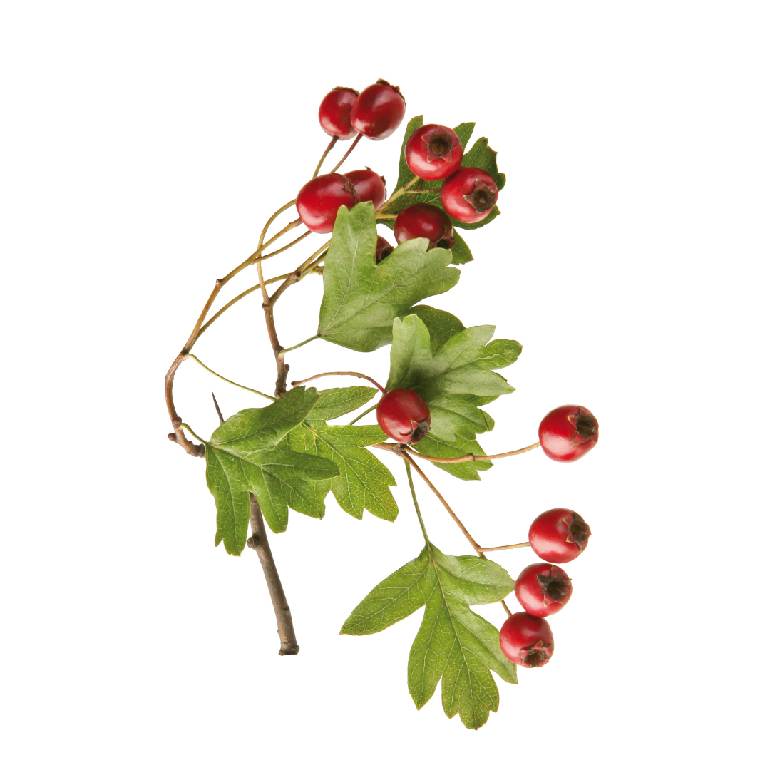 HAWTHORN BERRY︱ LIQUID EXTRACT Herbalista.love