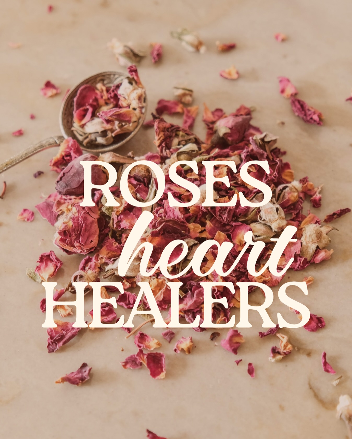 🌹 The Rose: A Heart Healer in Every Way 🌹

There are moments when your heart feels like it just can’t take any more — grief, heartbreak, anxiety, or simply the weight of the world. That’s where Rose comes in. Not just as a flower, but as a medicine for the soul.

Rose holds one of the highest vibrational frequencies of all plants. She teaches us what it means to open fully, beautifully, vulnerably — while still being protected. Her thorns are wisdom: you’re allowed to be soft and guarded. Open and sovereign. Emotional and safe.

Rose is a:
✨ Cardio protector
✨ Nervous system ally
✨ Emotional balm for grief, heartache, and hormonal blues
✨ Feminine tonic that reminds you it’s safe to feel again

If you’ve been feeling closed off…
If your chest feels heavy or tight…
If your sleep is broken from emotional unrest…
If you’ve been afraid to love again, or let joy in…

Let Rose find you.

At Herbalista, we’ve blended Rose into many of our most-loved creations:

🌙 Sweet Dreams Tea – when heartbreak keeps you awake
🌸 Happy Woman – to soften and soothe emotional PMS waves
💗 Heart Tea – for melancholy, sadness, and tender hearts
🌿 Peace Tea – because a peaceful world starts within
🔥 Tantra Tea – to melt defenses and awaken sensuality
💧 Soul Drops – a potent elixir for transition, transformation & spiritual openness
💞 Oshun Love Potion – like a soul hug in a bottle

And for the outer layers of your healing ritual:

Amor Roll-On – aromatherapy for self-love and sacred pause
Rose Bloom Hydrosol – a toner that doubles as an energy lifter
Ayurvedic Rose Soap – for the most sensual, sacred cleanse

Adding Rose to your life is basic heart hygiene.
She brings us back to center. Back to softness. Back to trust.

🌷 Tap the link in bio to meet our Rose-infused collection
🌹 Or come visit the apothecary this week — I’ll be here in person 💫

#HerbalMedicine #HeartHealing #RoseMagic #EmotionalHealing #HerbalistaLove #HighVibeBotanicals #PlantSpiritMedicine #rose