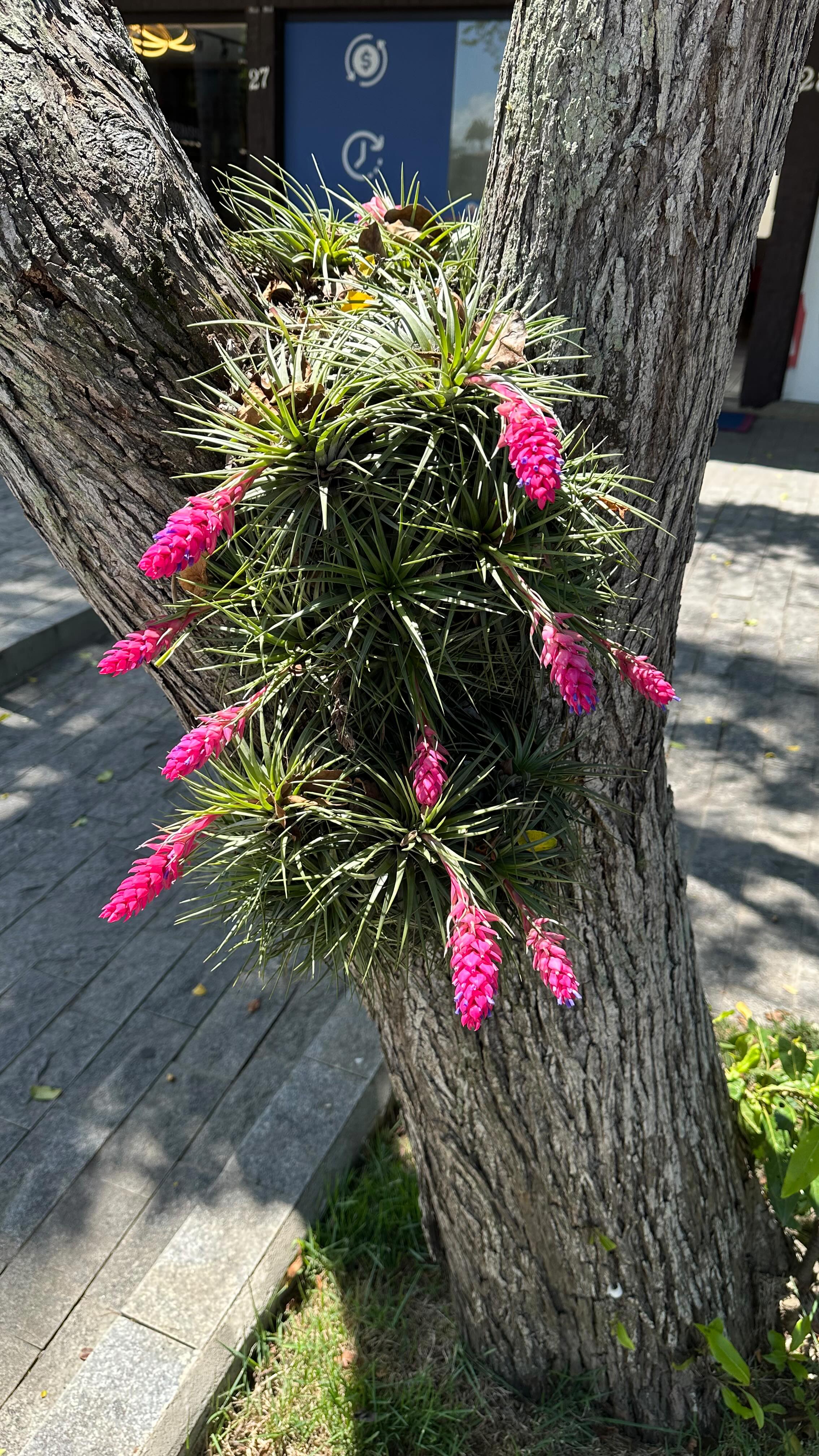 ~~ español abajo~~
Did you know?

This is an air plant, from the genus Tillandsia. There are hundreds of species, and this one is most likely Tillandsia aeranthos.

Air plants are epiphytes, which means they grow on trees but don’t harm them. They simply anchor themselves to the bark and absorb water and nutrients from the air through tiny scales on their leaves.

What blew my mind today is that I’ve walked past this tree many times… but this is the first time I’ve ever seen it flowering.

And honestly, it stopped me in my tracks.

One of the beautiful side effects of studying herbalism is that you start observing plants differently. You become more curious, more attentive, and suddenly the world around you becomes a lot more alive and playful.

Today’s little plant discovery felt like a reminder of that.

⸻

¿Sabías esto?

Esta es una planta aérea del género Tillandsia. Existen cientos de especies, y esta probablemente es Tillandsia aeranthos.

Las plantas aéreas son epífitas, lo que significa que crecen sobre los árboles sin dañarlos. Simplemente se anclan a la corteza y absorben agua y nutrientes directamente del aire a través de pequeñas escamas en sus hojas.

Lo que me dejó completamente sorprendida es que he pasado muchas veces por este árbol… pero es la primera vez que veo sus flores.

Y la verdad, me dejó fascinada.

Una de las cosas más bonitas de estudiar herbalismo es que empiezas a observar las plantas de otra manera. Te vuelves más curioso, más atento, y de repente tu entorno se vuelve mucho más vivo y hasta divertido de explorar.

Este pequeño descubrimiento de hoy fue un recordatorio de eso. 🌿
.
.
.
#AirPlant
#Tillandsia
#HerbalistLife
#PlantCuriosity
#NatureDiscovery